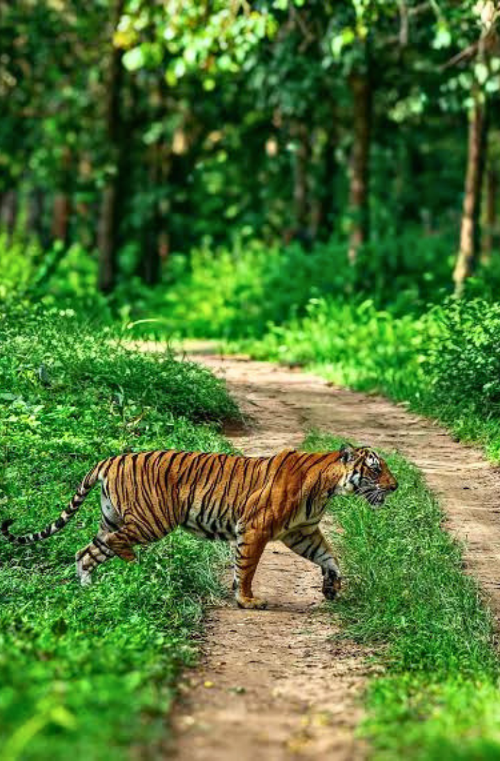 Nesara Travels (18)